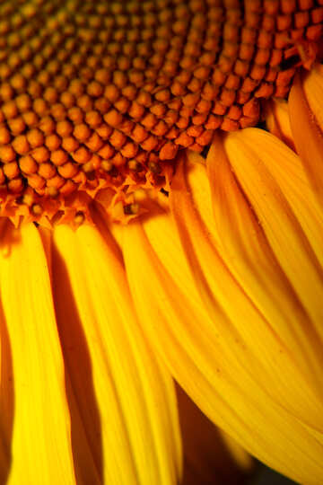 Große Sonnenblumen-Blütenblätter №32775