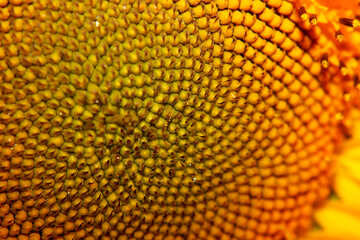 The middle of the flower of sunflower №32779