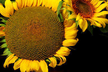 Gerösteten Sonnenblumenkernen №32807