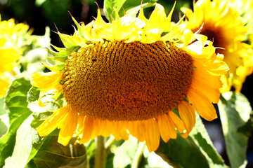 Roasted sunflower seeds №32835