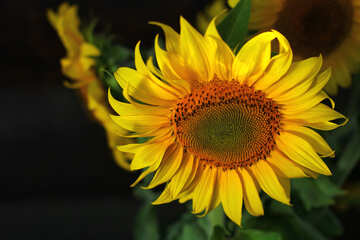 Flor amarilla de girasol №32819