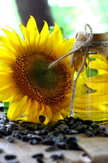 Sunflower oil №32734