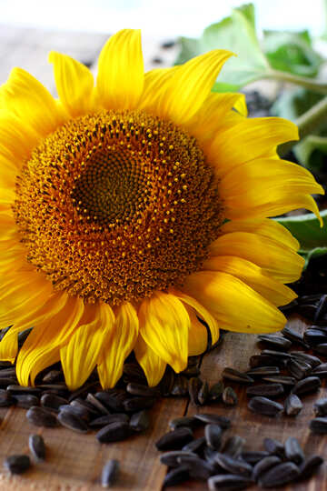 Sunflower №32706