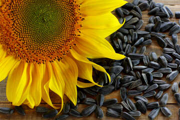 Oil seed sunflower №32750