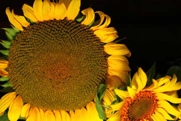 Sonnenblumen №32806