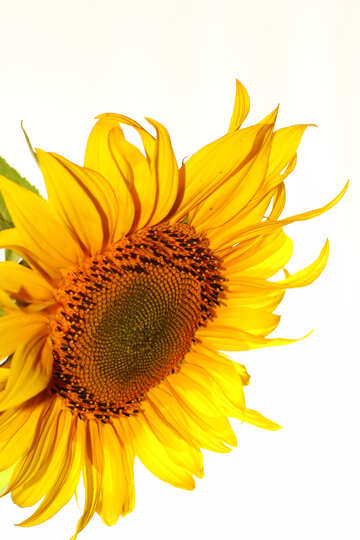 Beautiful flower of sunflower №32772