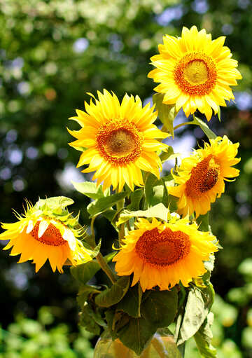 Sonnenblumen-Strauß №32701