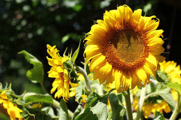 Flowers sunflowers №32839