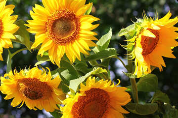 Sunflowers №32703