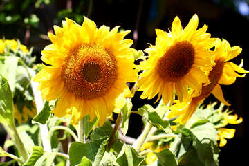 Sonnenblumen №32833