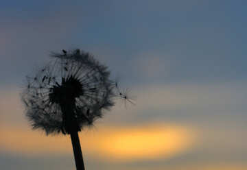 Dandelion at sunset №32414