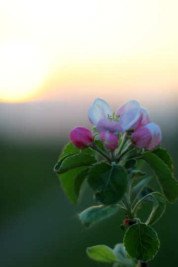 Foto de la puesta del sol y la flor №32436
