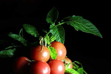 Récolte de tomates №32874