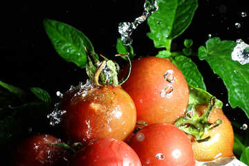 Tomatoes №32862