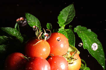 Tomaten und Erbsen №32870