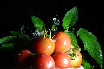 Ripe tomatoes №32867
