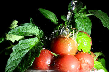 Schöne Tomaten unter fließendem Wasser №32876