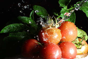 Tomaten unter Wasser №32871