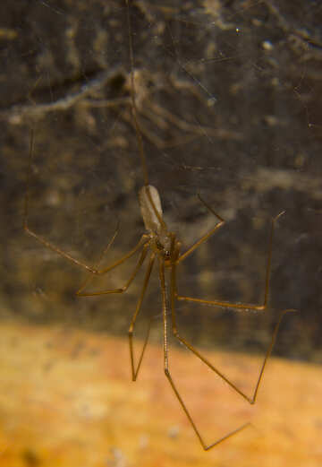 Eine große Spinne im Netz №32317