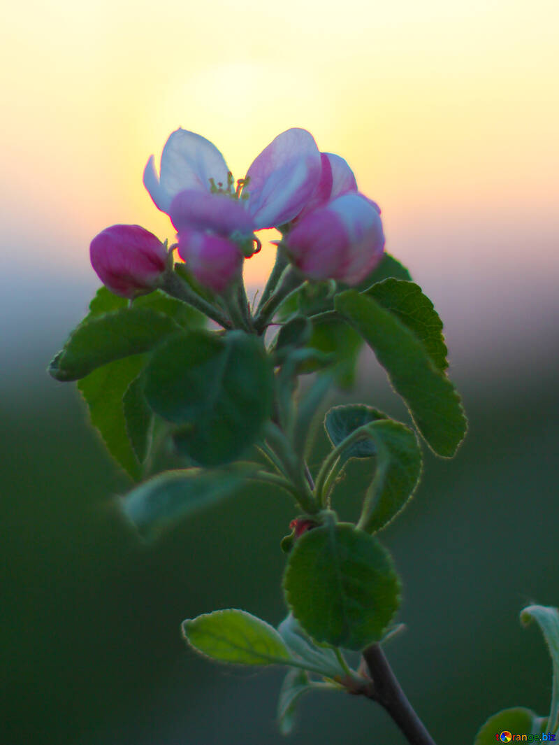 Apple flower №32434