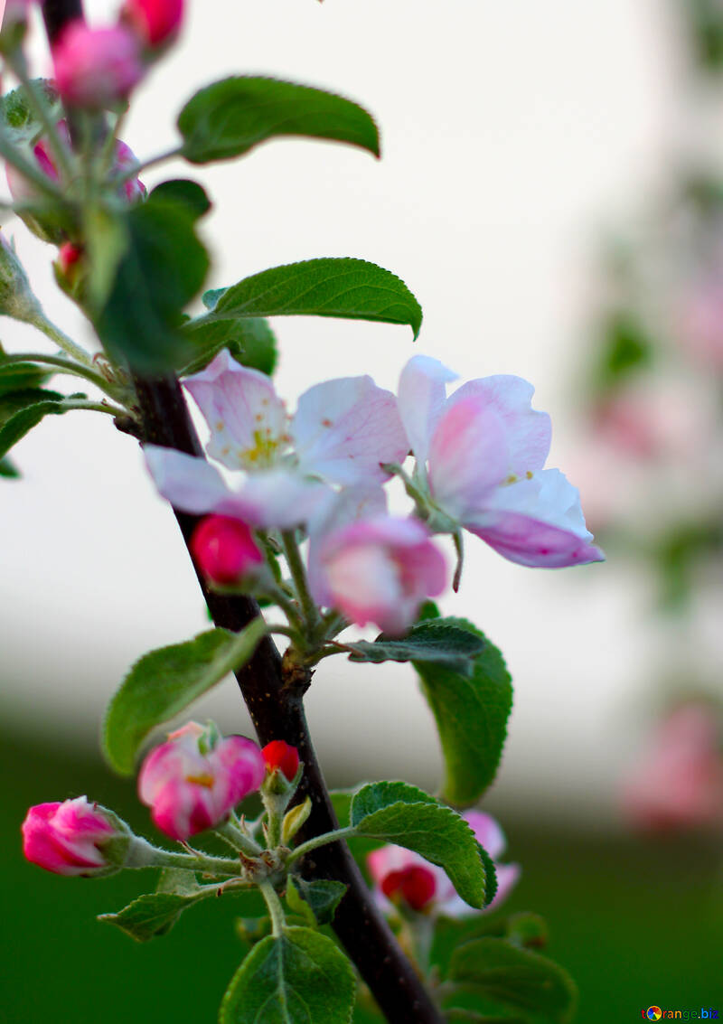 Apple tree in blossom №32428