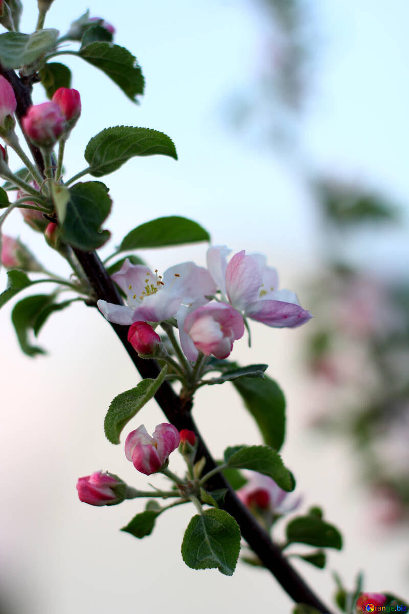 Un ramo fioriti di alberi di mele №32427