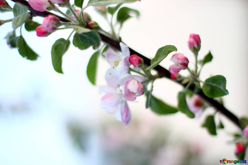 A branch of blossoming Apple trees №32430