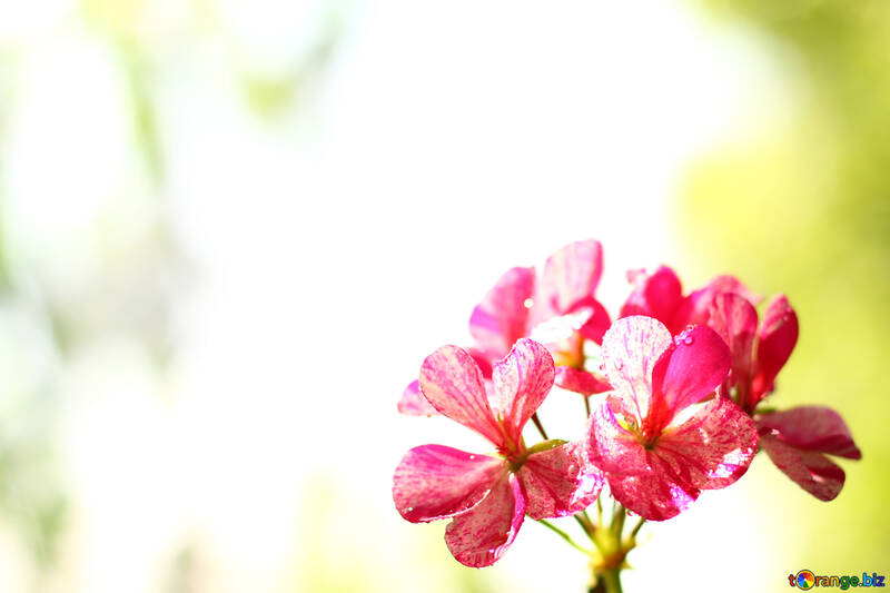 Background with flower geranium №32396
