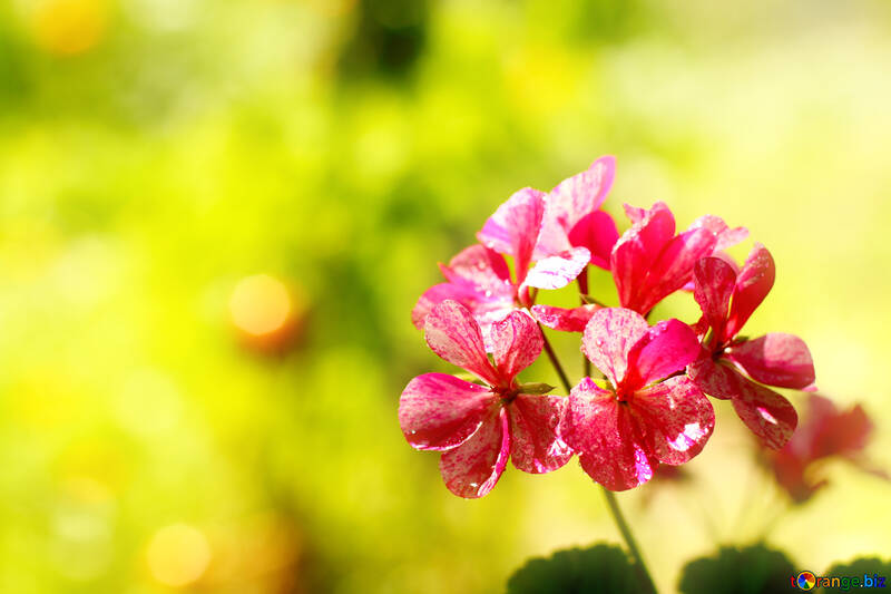 Fiore di geranio su sfondo verde №32394