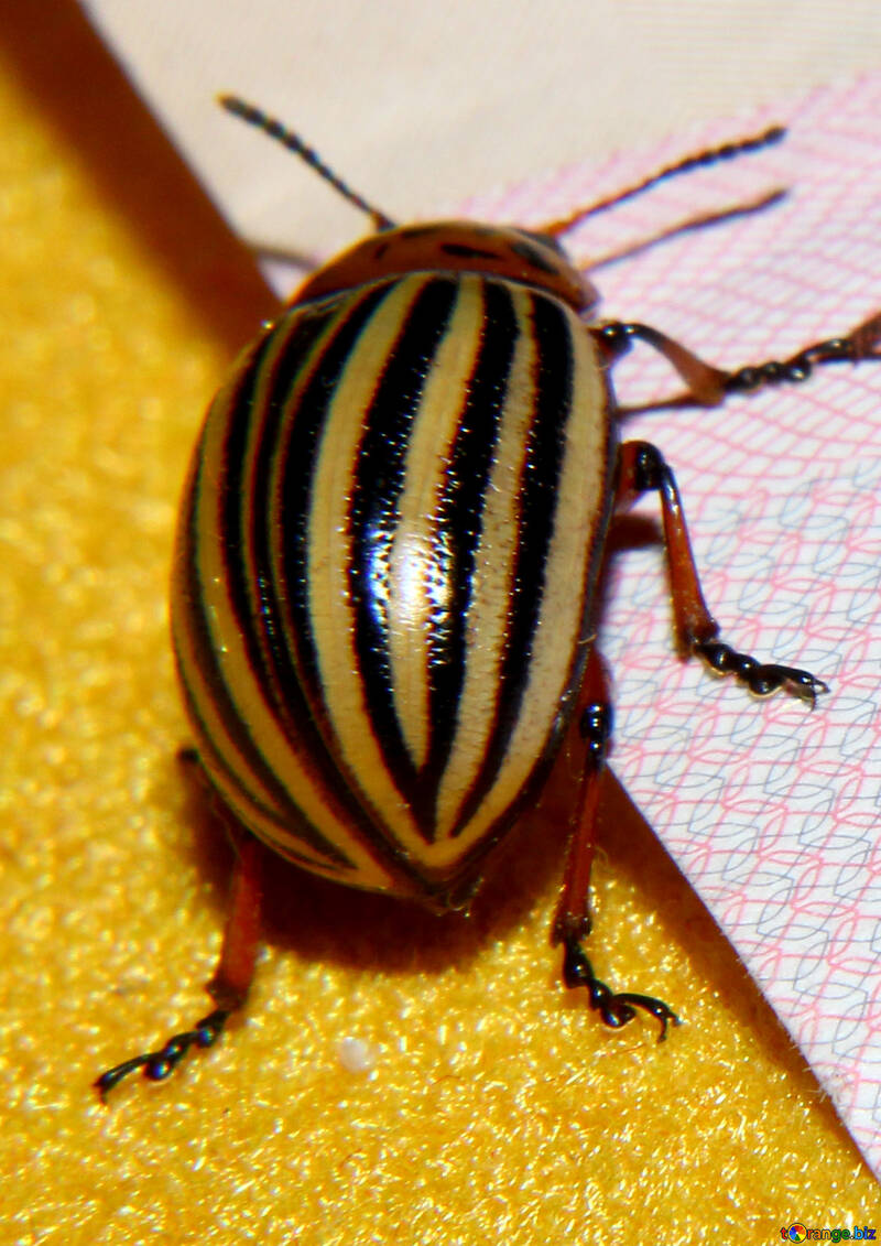 Colorado potato beetle №32132