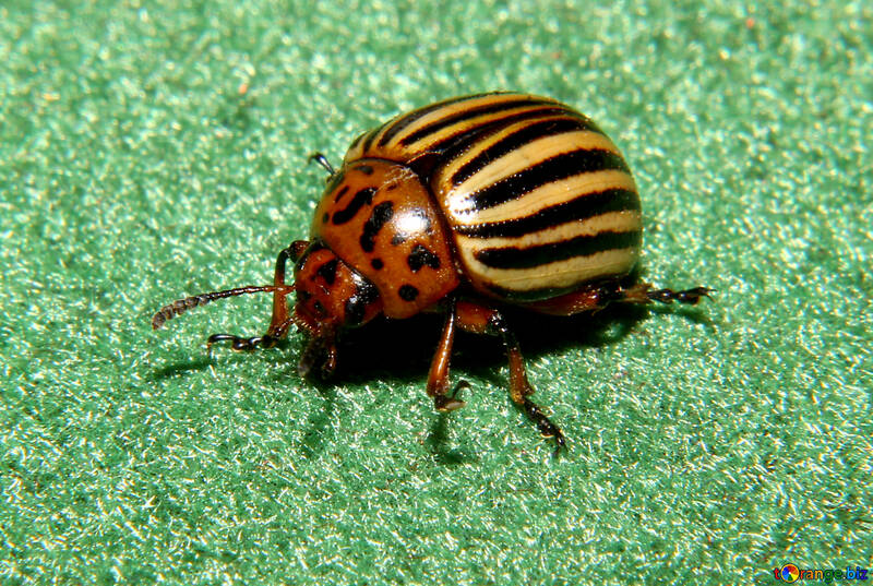 Colorado potato beetle №32152