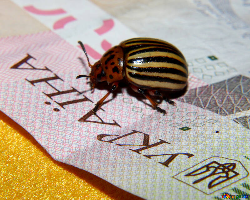 Colorado potato beetle on the background of Ukraine №32129