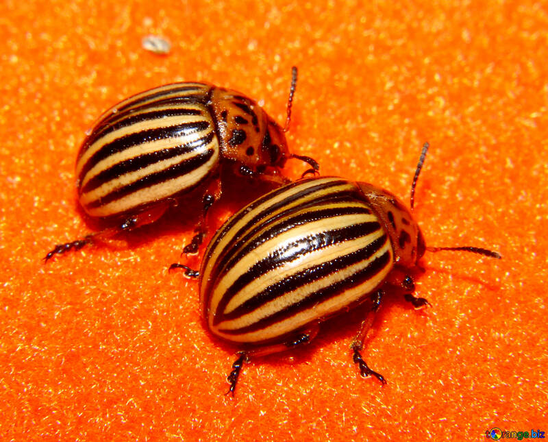 Escarabajo de patata de Colorado bugs №32155