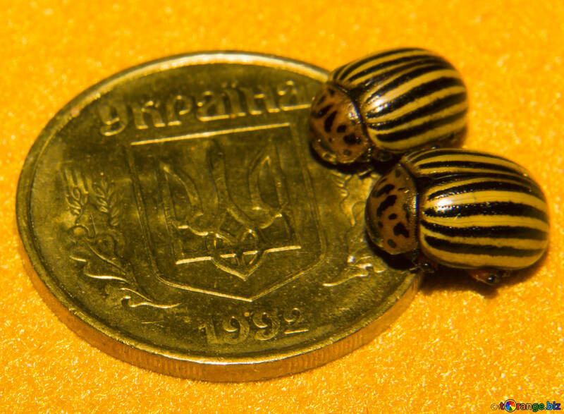 Colorado potato beetle and the coat of arms of Ukraine №32123