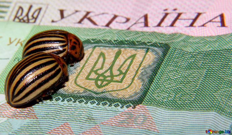 ウクライナ コロラドハムシ甲虫します。 №32143