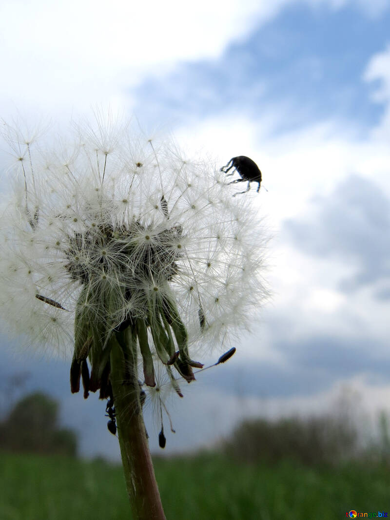 Beetle on dandelion №32463