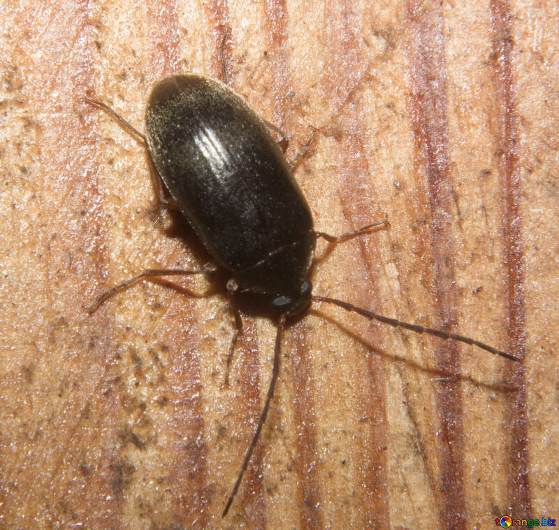 Escarabajo №32325