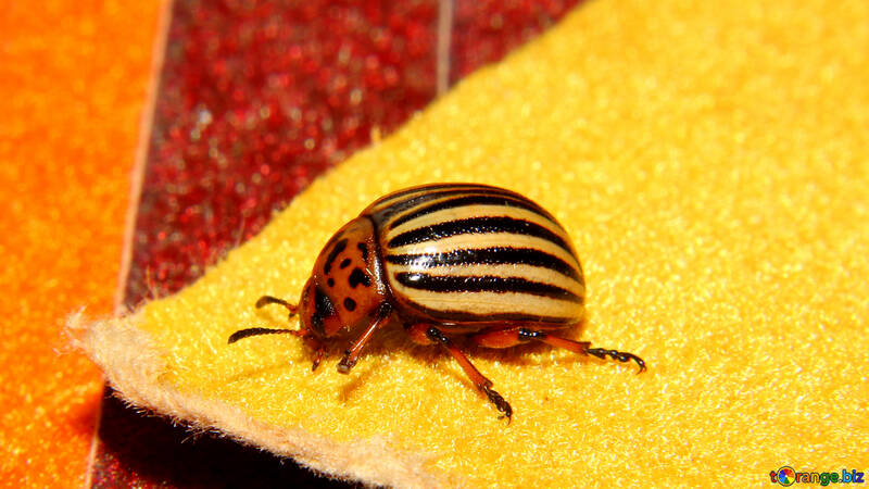 Potato beetle pest №32127