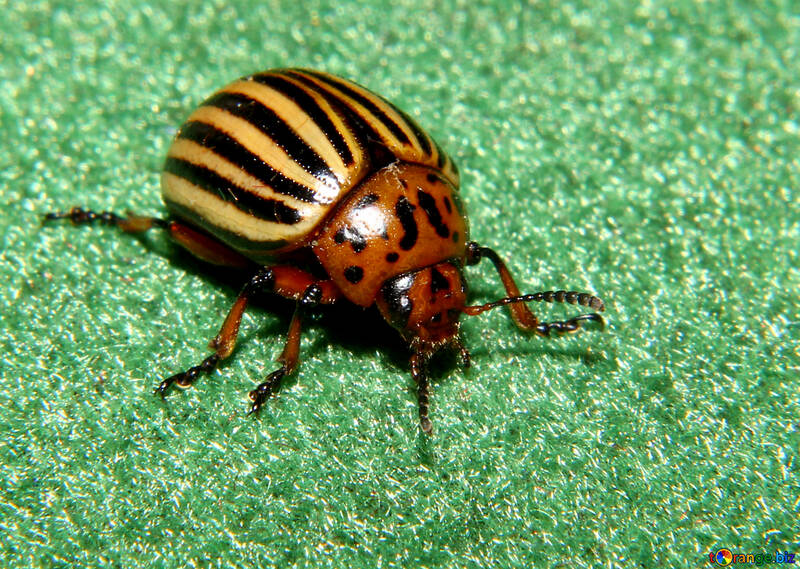 Striped beetle pest №32151