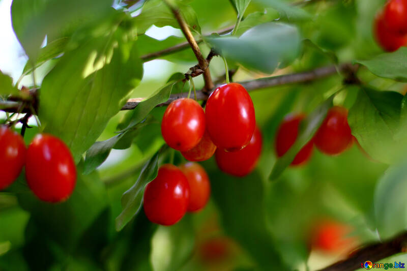 Dogwood berries on branch №32482