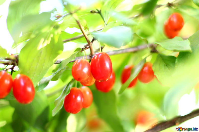 Red dogwood berries №32481