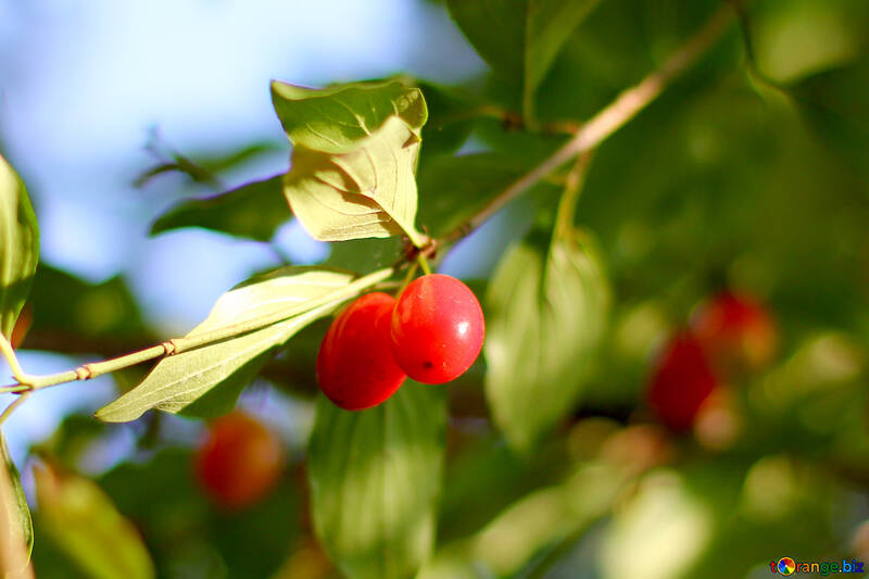 Fruits rouges sur l`arbre, cornouiller №32479