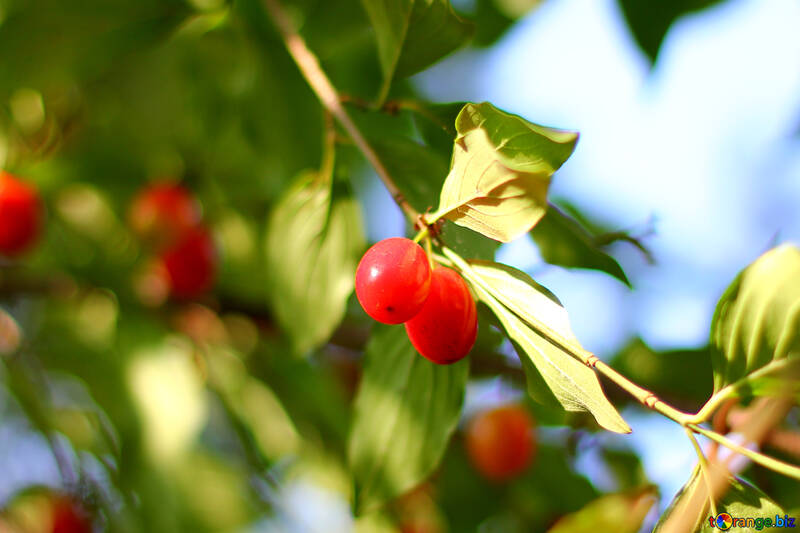 Dogwood berries on the tree №32480