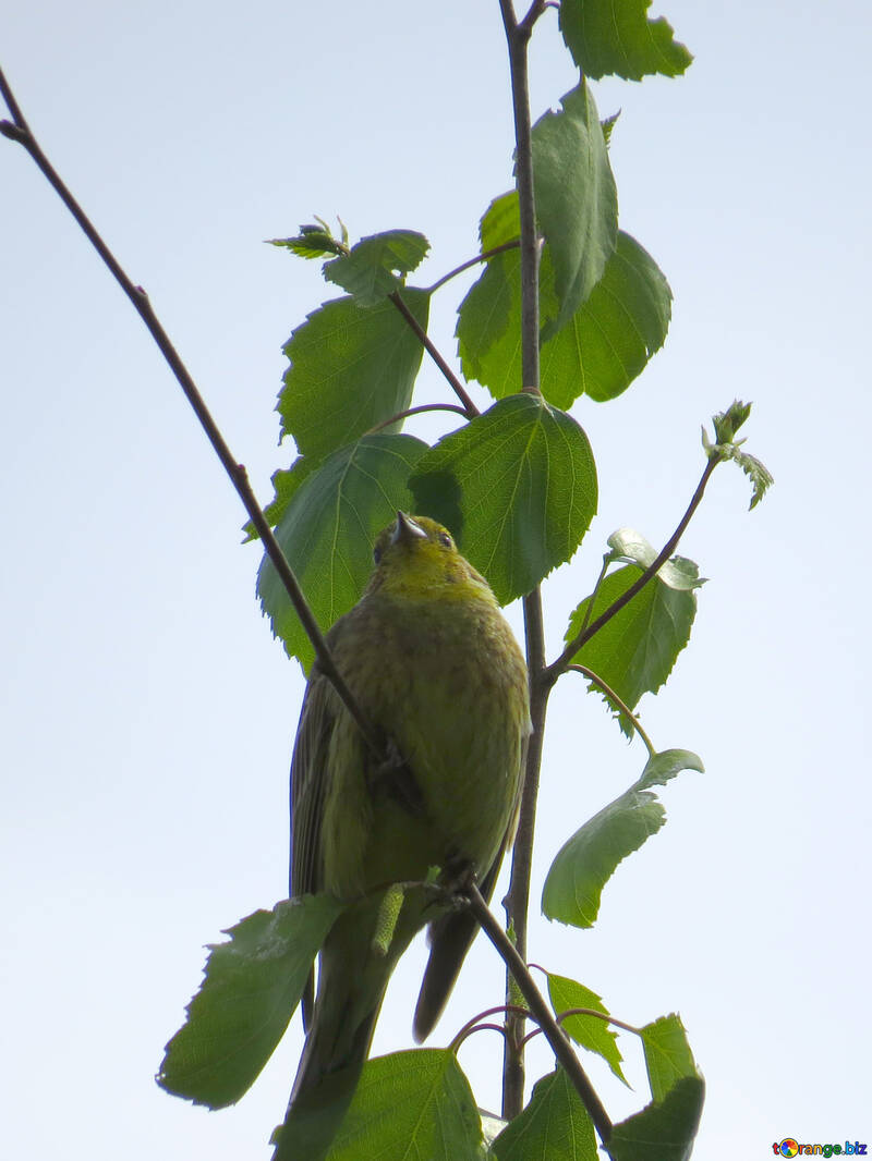 黄色の鳥、オートミール №32936