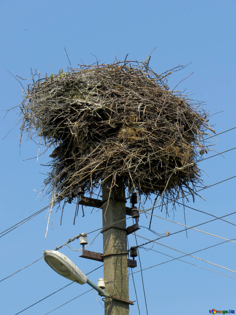 Stork`s nest №32376