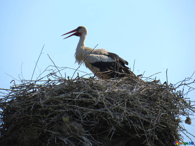 Stork`s nest №32383
