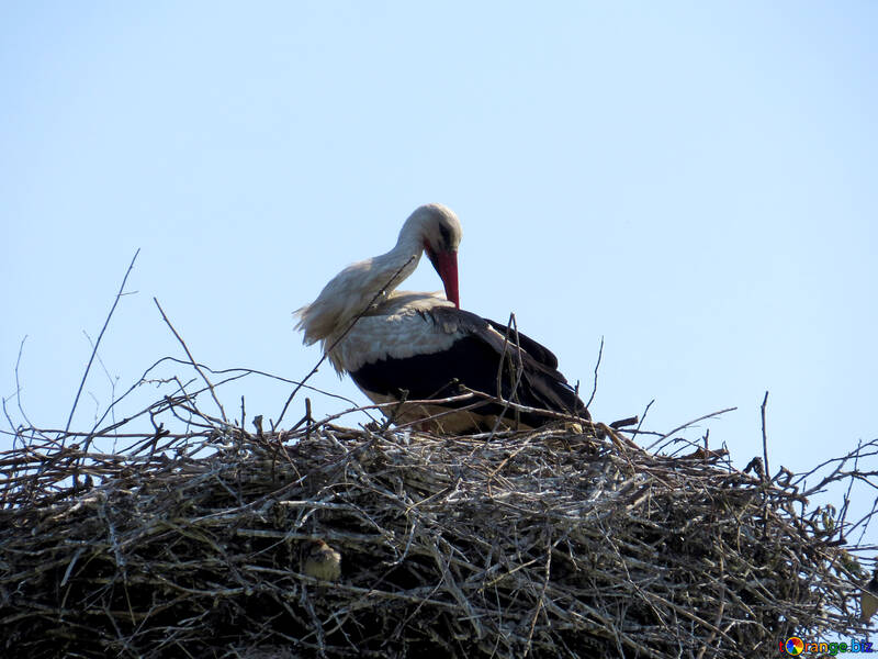 Stork №32381
