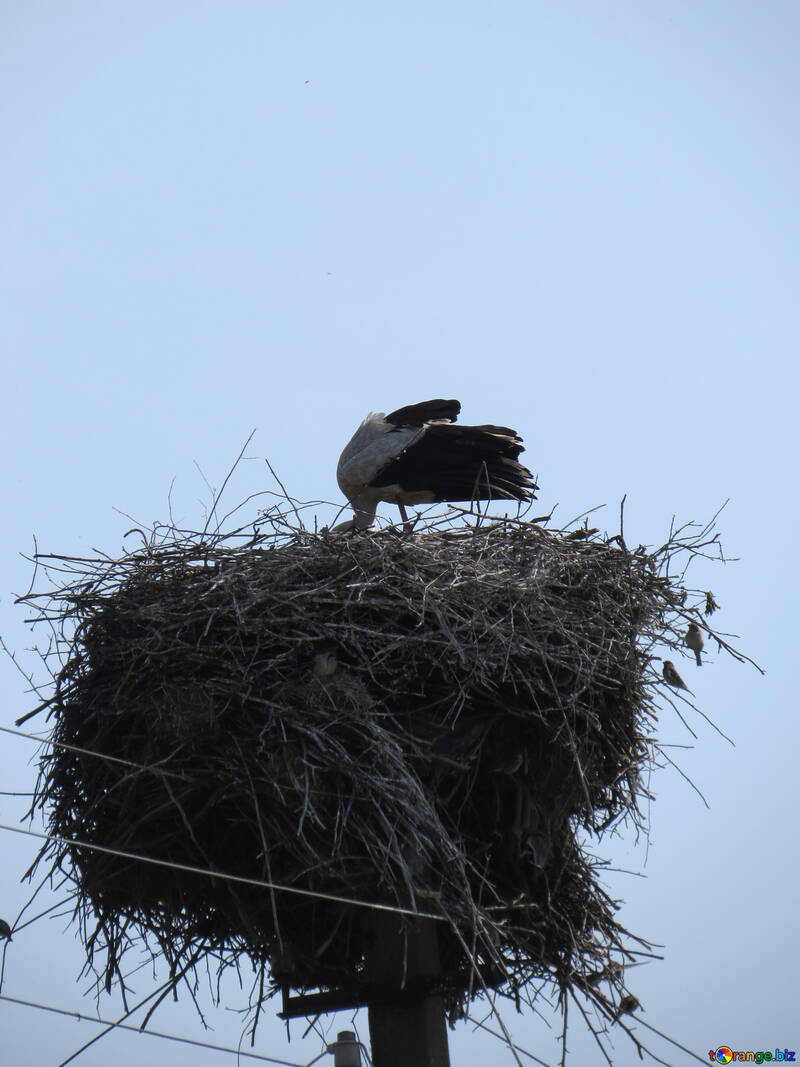 Una cigüeña construye nido №32386