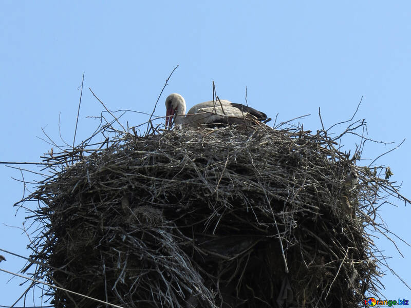 The stork nest №32377