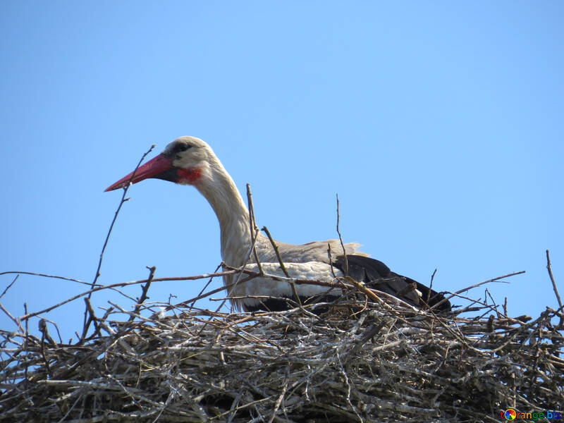 En el nido de la cigüeña №32380